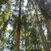 京都産木材を使ったリノベーションプロジェクトを発動！