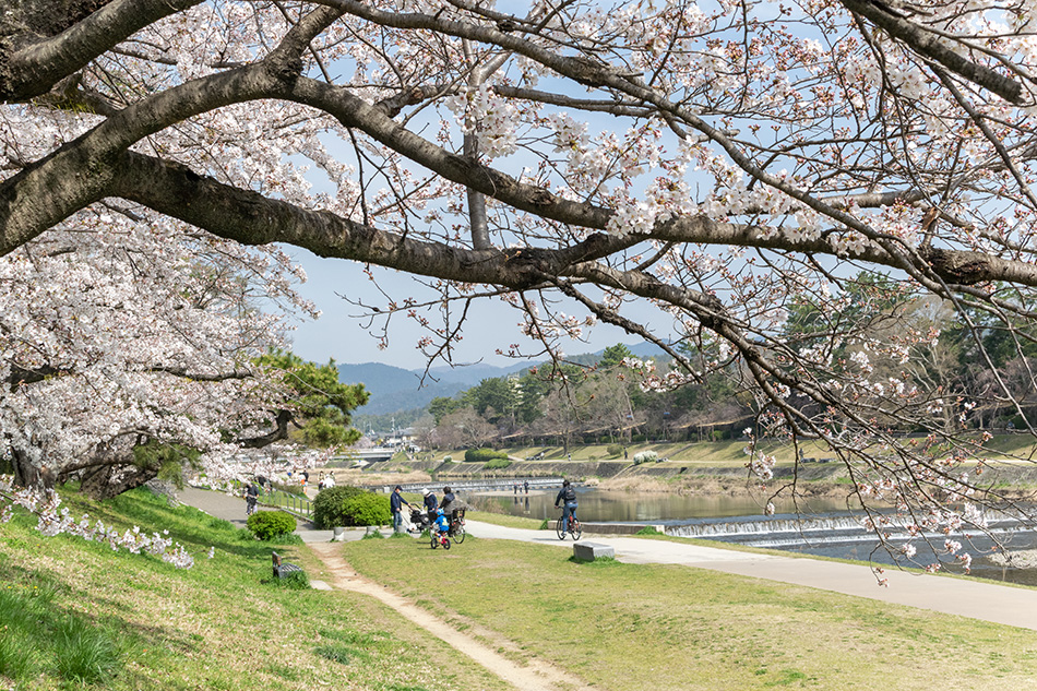 賀茂川