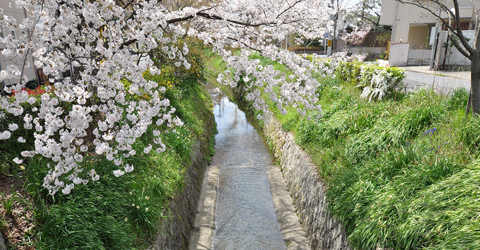 白川疎水の桜